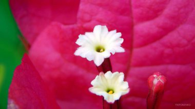 Begonvil çiçekler mor yaprakları ile