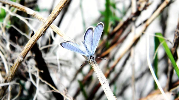 Pequena borboleta azul na grama no campo — Fotografia de Stock