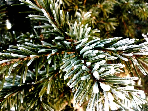 Agulhas de pinheiro congeladas no inverno na floresta — Fotografia de Stock