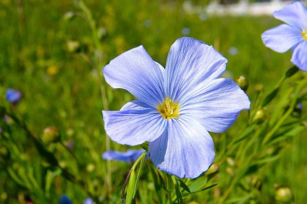 Blaue Wildblume Gras Baikalsee — Stockfoto