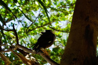 Tayland tropik kuş niteliğine