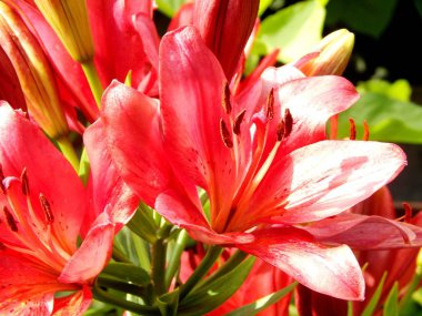 Bahçede büyük lily