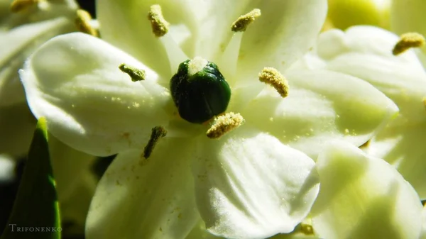 Krabbenspinne sitzt auf weißer Blume — Stockfoto