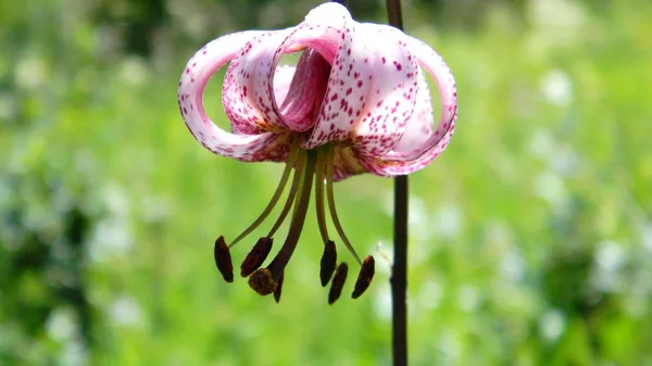 Lilium pilosiusculum blüht im Garten — Stockfoto