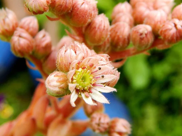 Ermanicum sempervivum kwiaty w ogrodzie — Zdjęcie stockowe