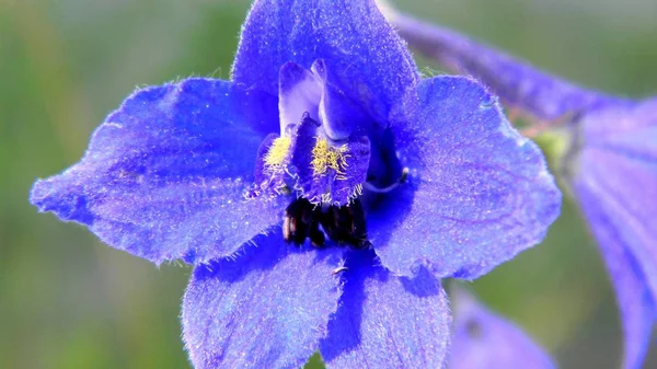 Delphinium himmelblau Delphinium elegant blau — Stockfoto