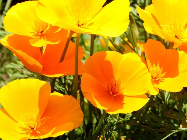 Gula blommor Escholzia i trädgården — Stockfoto