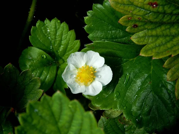 Strawberry flower in the garden in the leaves — Stock Photo, Image