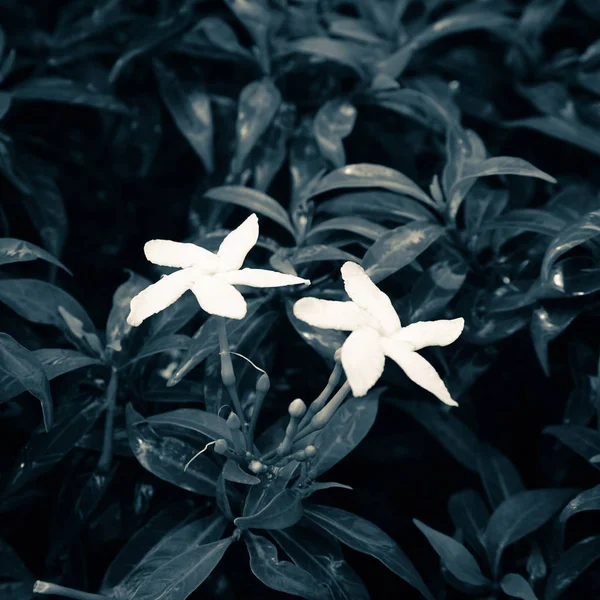 Tabernemontana або Ervatamia — квітучих Евергрін — стокове фото