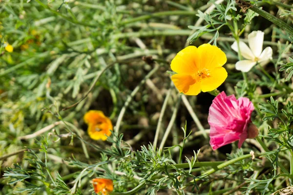 Blommor i trädgården vallmo och esholtsia — Stockfoto