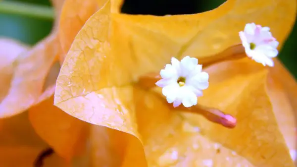 Білий Маленькі Бугенвіля Квіти Таїланді Макрос — стокове фото