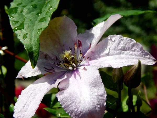 Flowers in the Clematis Garden 'Ernest Markham' — Zdjęcie stockowe