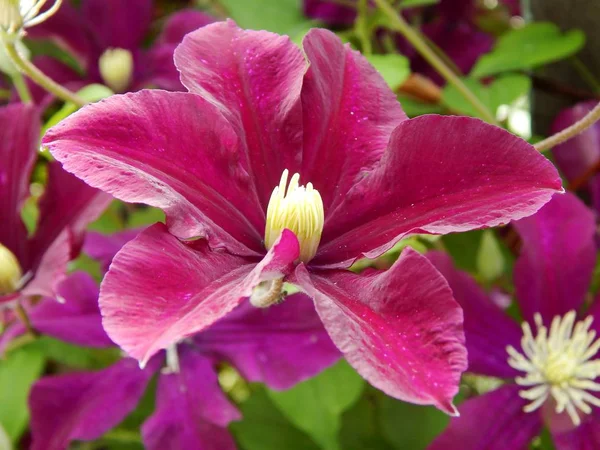Flowers in the Clematis Garden 'Ernest Markham' — Stockfoto