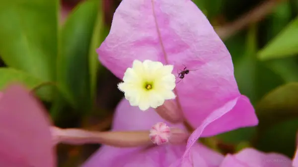 Bougainvillea Blüten mit lila Blättern — Stockfoto