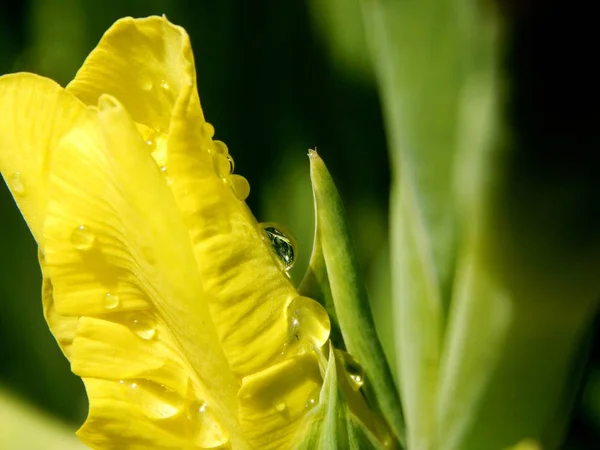 Daggdroppar på en gul blomknopp — Stockfoto