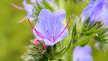 Echium muz veya çarpık çiçekli Bienali