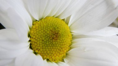 Papatya doğa alanında