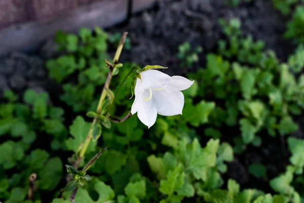 Campanula persicifolia bloemen — Stockfoto