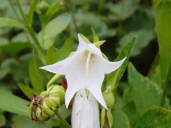 Campanula alliariifolia willd. (Familie der Glockenblütler) — Stockfoto