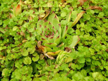 Doğada yeşil büyüme