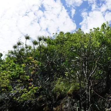 Doğada yeşil büyüme