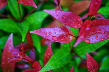 su yaprak yeşil sonra yağmur damlaları.