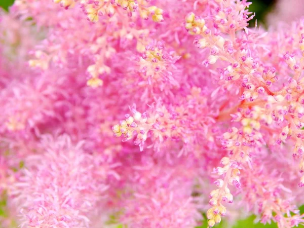 Flores azules en la rama de la cabaña — Foto de Stock