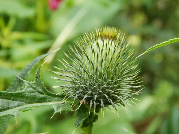 Green growth in nature — Stock Photo, Image