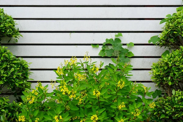 Crescita verde nella natura — Foto Stock