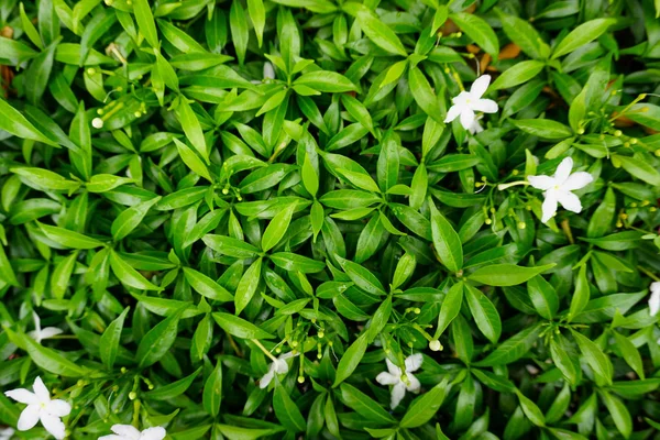 Grön tillväxt i naturen — Stockfoto