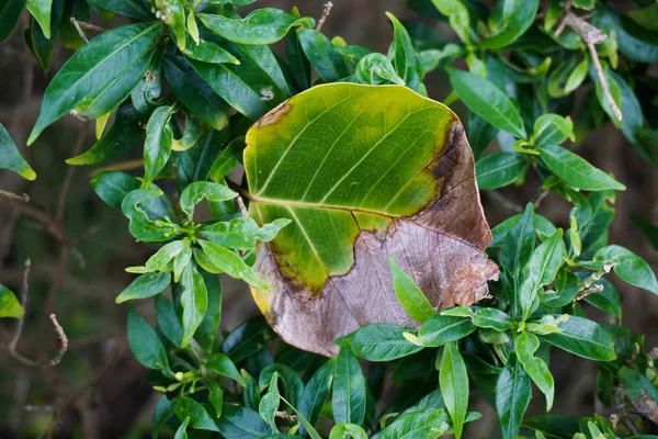 Crescita verde nella natura — Foto Stock