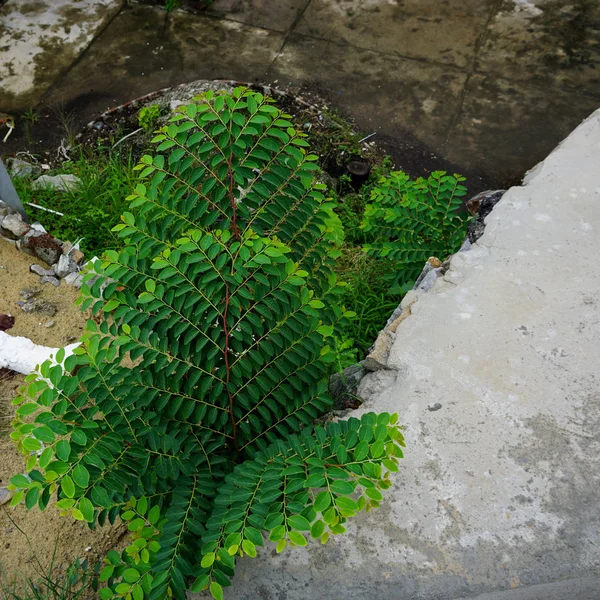 Doğada yeşil büyüme — Stok fotoğraf
