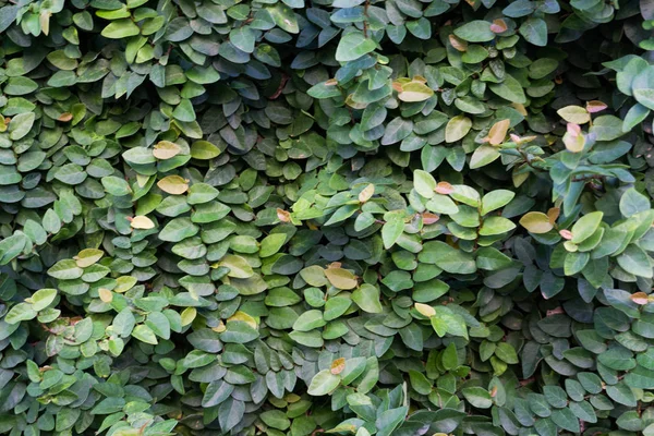 Crecimiento verde en la naturaleza —  Fotos de Stock