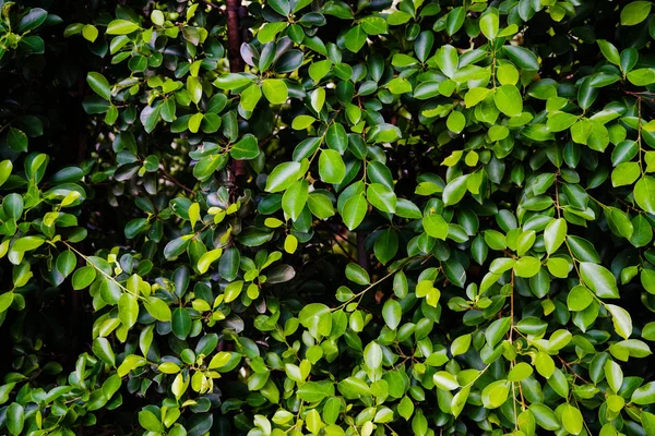 Grön tillväxt i naturen — Stockfoto