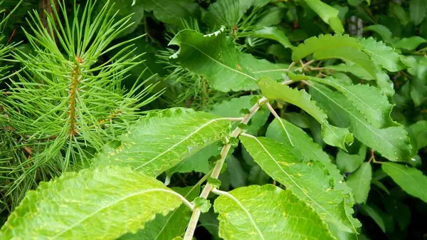 Vackra gröna blad i parken — Stockfoto