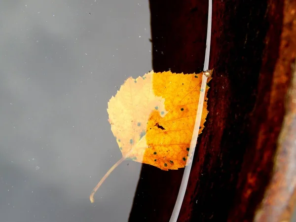 Beautiful green leaf in the park — Stock Photo, Image