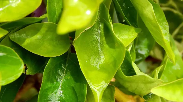 Vackra gröna blad i parken — Stockfoto