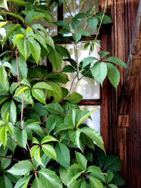 Doğada yeşil büyüme