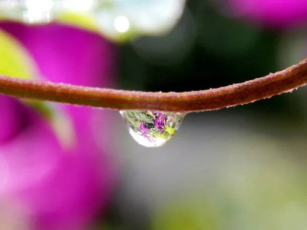 Dew on the grass after rain — Stock Photo, Image