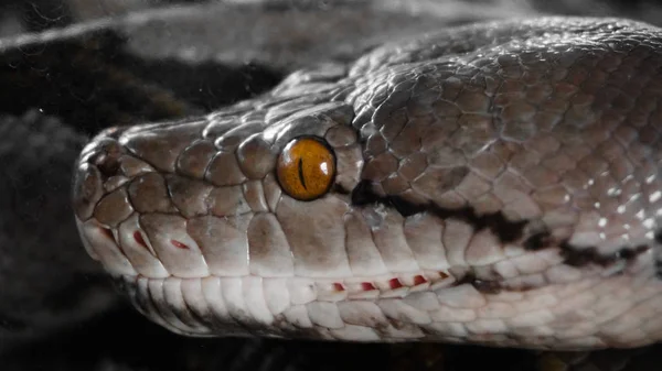 Serpente selvagem, réptil na natureza — Fotografia de Stock