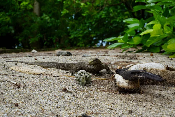 Varan in the wild looking for food — Stock Photo, Image