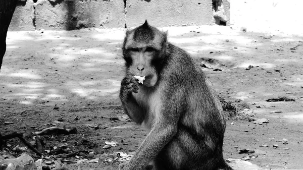 Villi apina istuu ja katselee — kuvapankkivalokuva