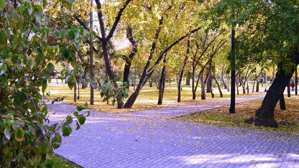 Beautiful park with lawn stones and trees — Stock Photo, Image