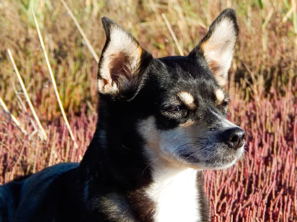 The dog is resting on the nature, looking into the distance