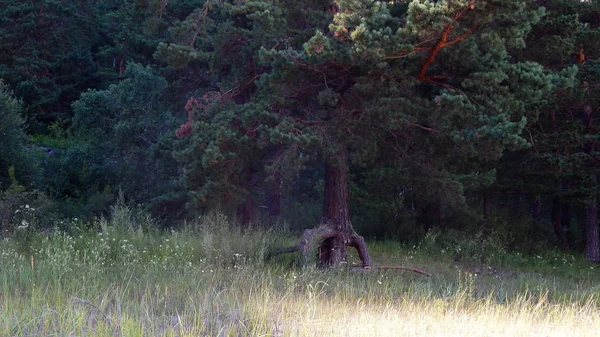 Drzewo i przyrody w regionie Ałtaju pośród gór — Zdjęcie stockowe