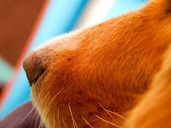 Nose of red dog, closeup portrait