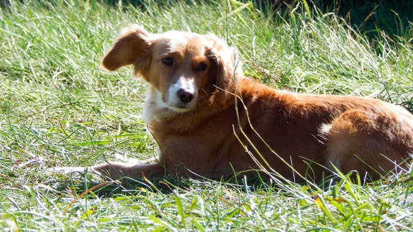 Il cane riposa sulla natura, guardando in lontananza — Foto Stock