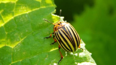 Yaprağın üzerindeki Colorado patates böceği. 