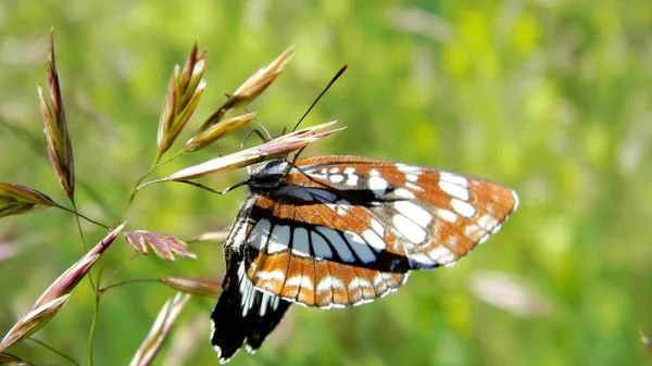 A borboleta senta-se em uma lâmina — Fotografia de Stock