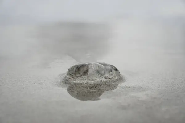 Little transparent jellyfish — Stock Photo, Image